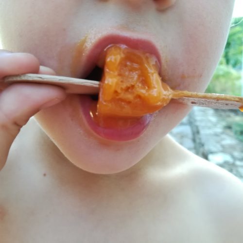 glaces sorbet à l'abricot